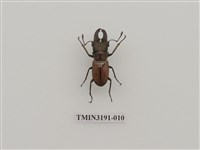 藏品(雞冠細身赤鍬形蟲)的圖片